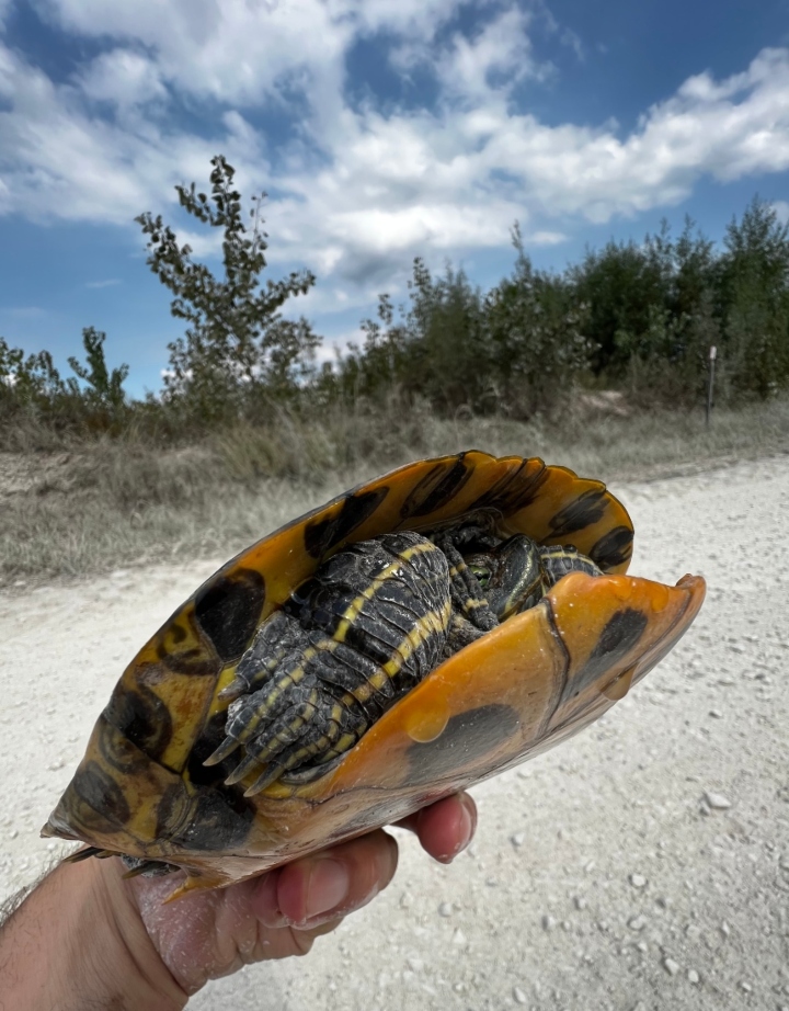 Red-eared Slider